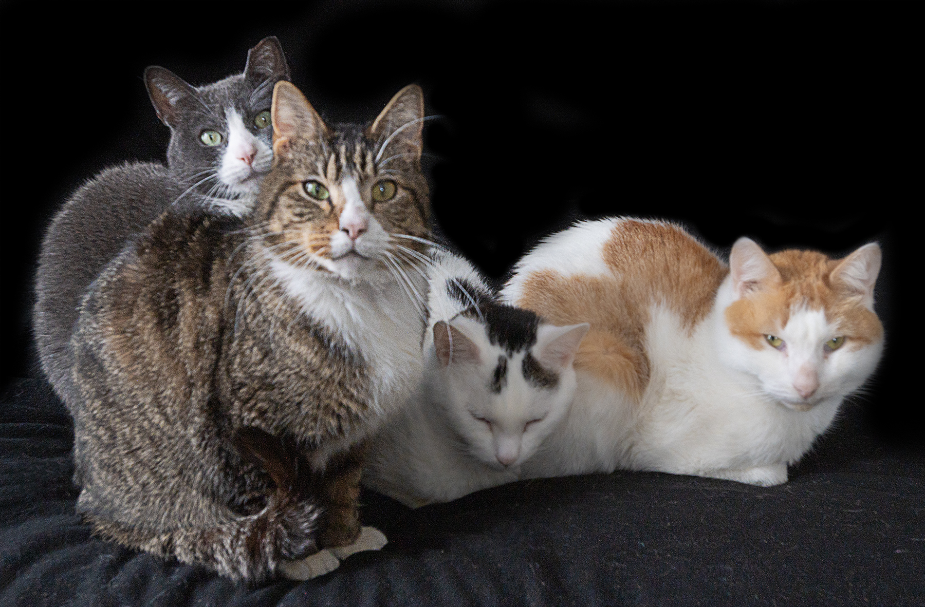 Senior Pet Home New York cat photo